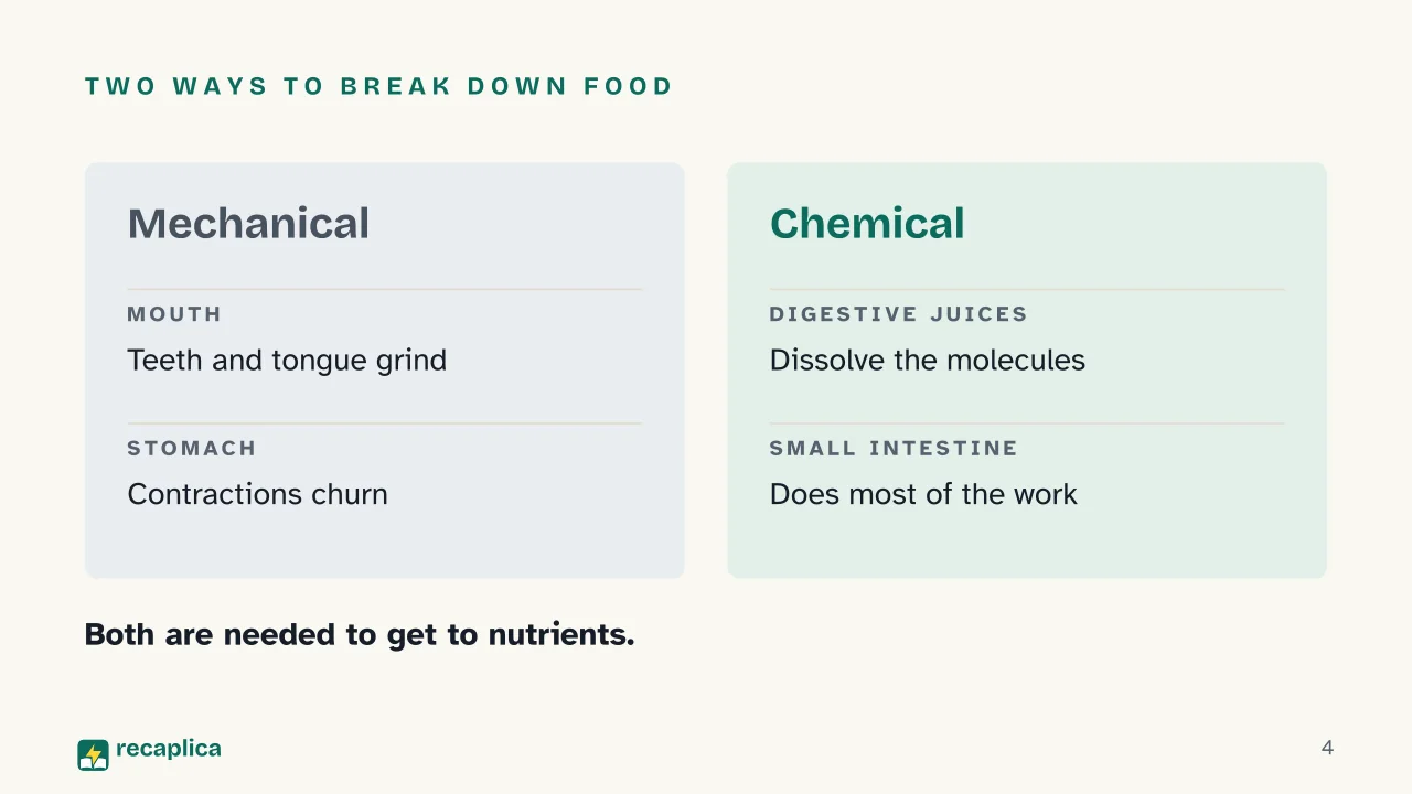 Slide 4 of the presentation on Digestive System: Two ways to break down food