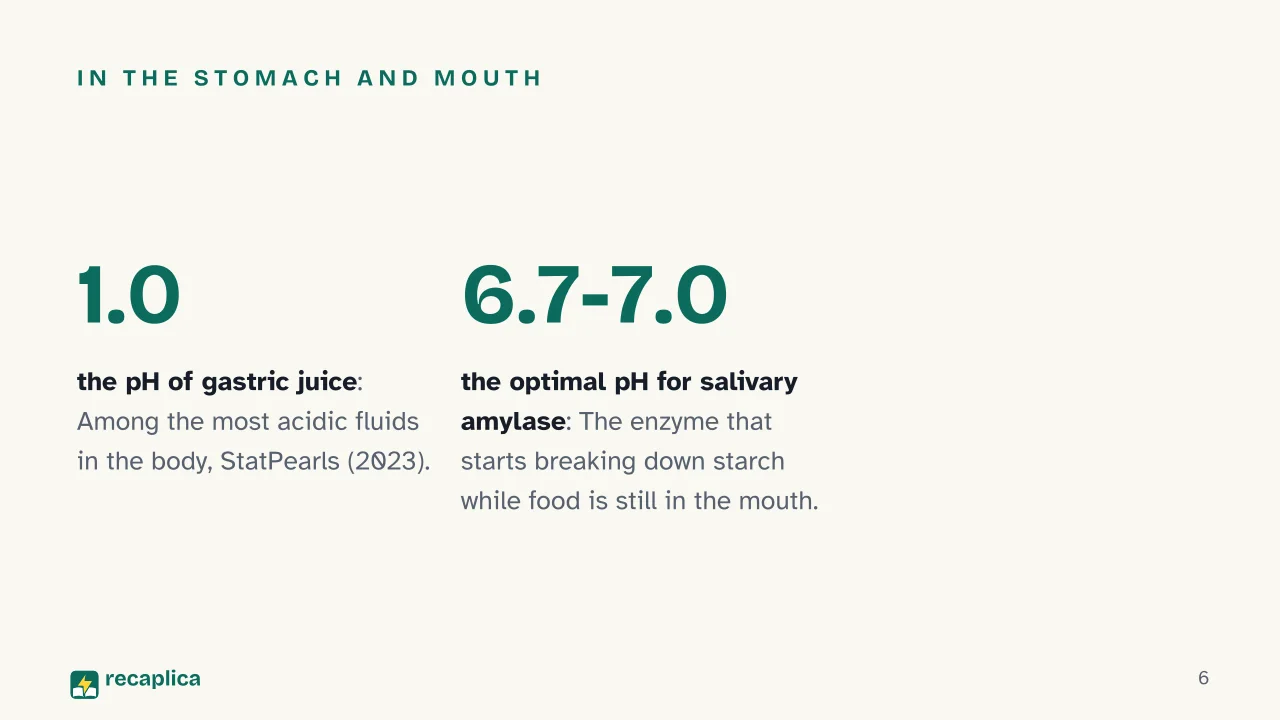 Slide 6 of the presentation on Digestive System: In the stomach and mouth