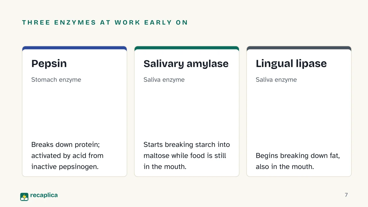 Slide 7 of the presentation on Digestive System: Three enzymes at work early on: Pepsin, Salivary amylase, Lingual lipase