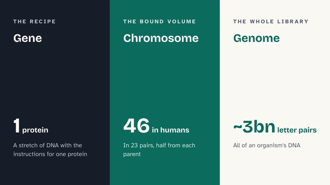 Slide 7 of the presentation on DNA: Gene · Chromosome · Genome