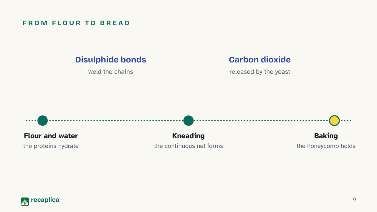 Slide 9 of the presentation on Gluten: From flour to bread