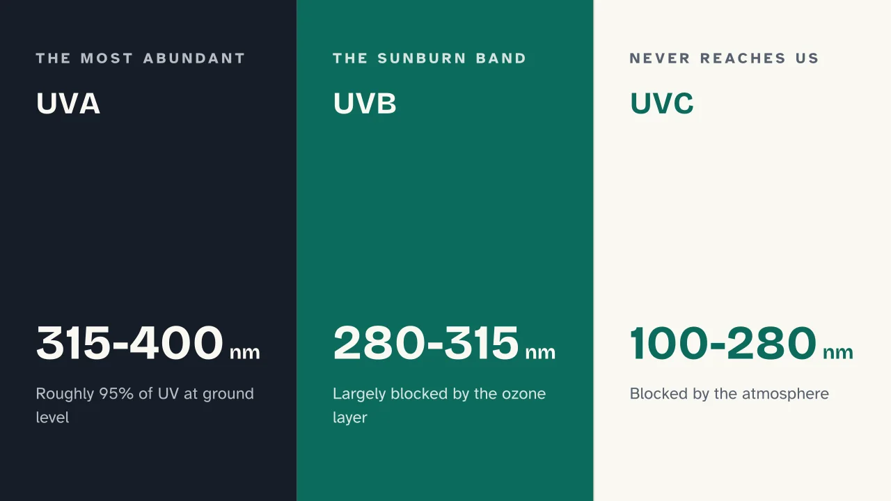 Slide 11 of the presentation on How Tanning Works: UVA · UVB · UVC
