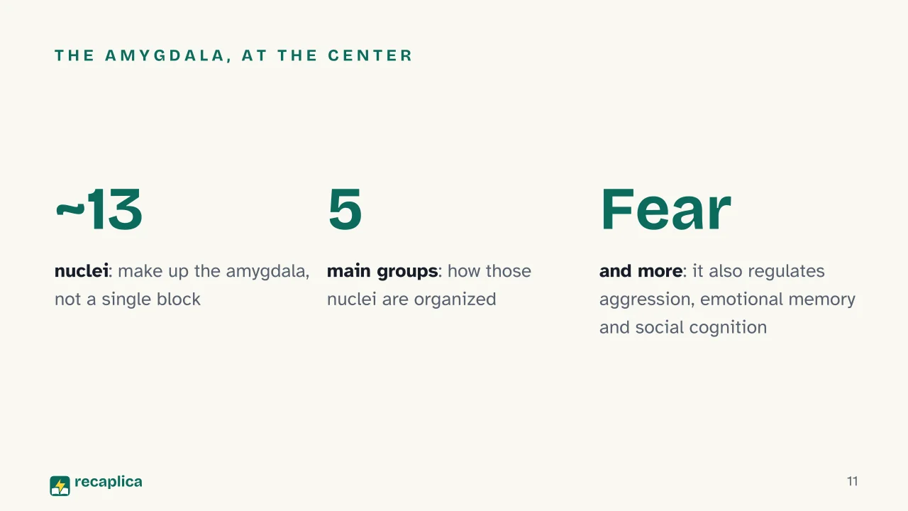 Slide 11 of the presentation on Human emotions: The amygdala, at the center
