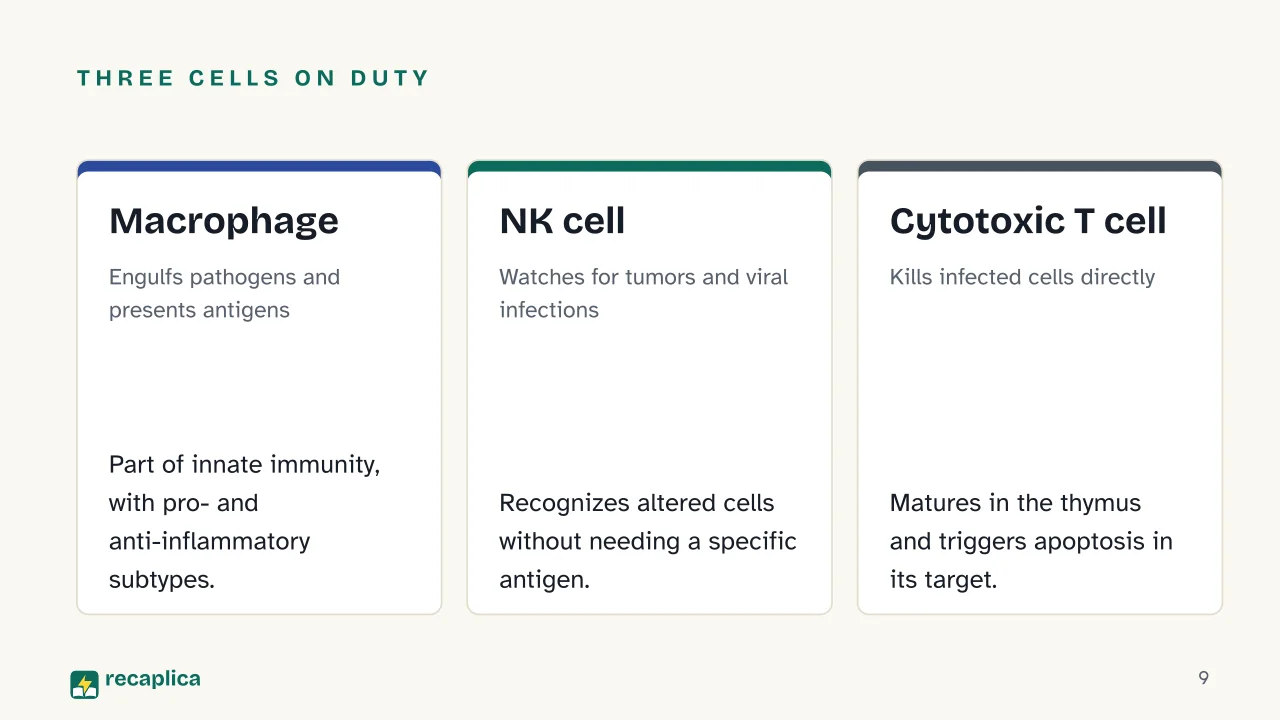 Slide 9 of the presentation on How the Immune System Works: Three cells on duty: Macrophage, NK cell, Cytotoxic T cell