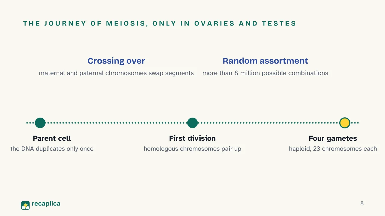 Slide 8 of the presentation on Mitosis vs Meiosis: The journey of meiosis, only in ovaries and testes