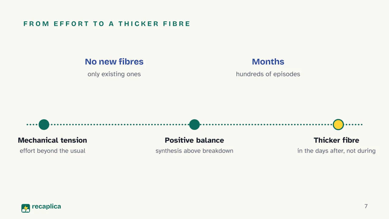 Slide 7 of the presentation on Muscle hypertrophy: From effort to a thicker fibre