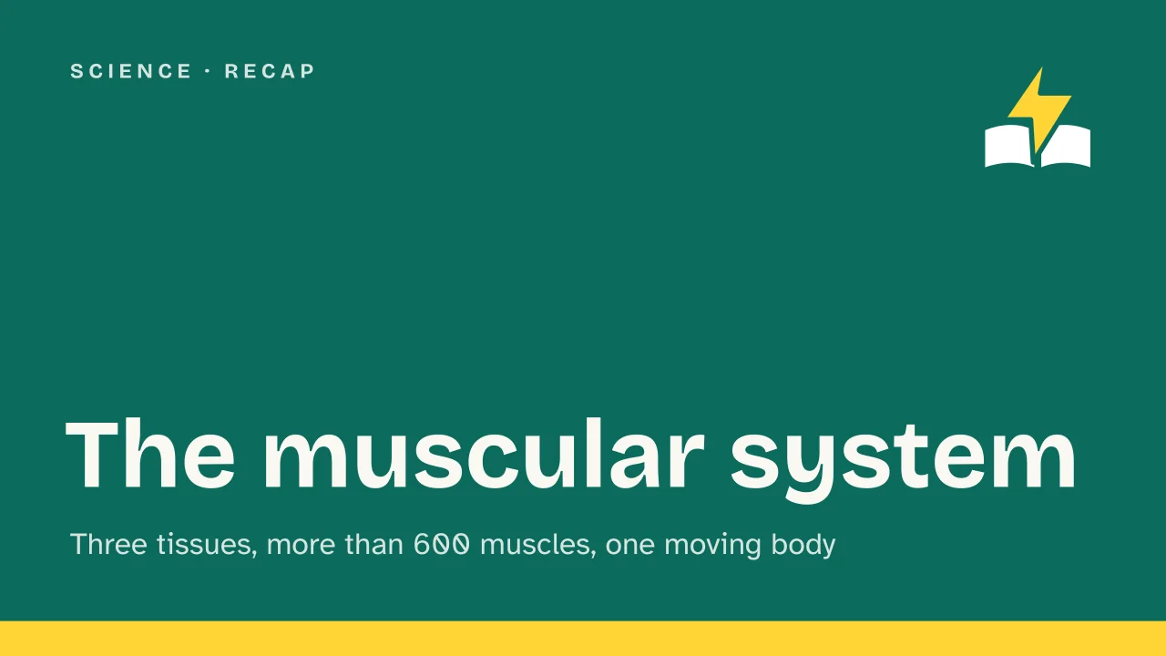 Slide 1 of the presentation on Muscular system: The muscular system