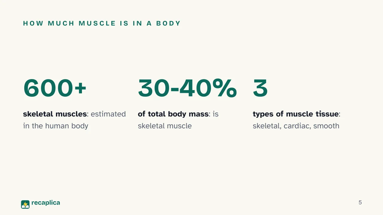 Slide 5 of the presentation on Muscular system: How much muscle is in a body