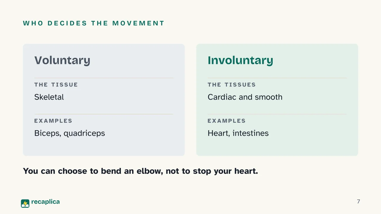 Slide 7 of the presentation on Muscular system: Who decides the movement