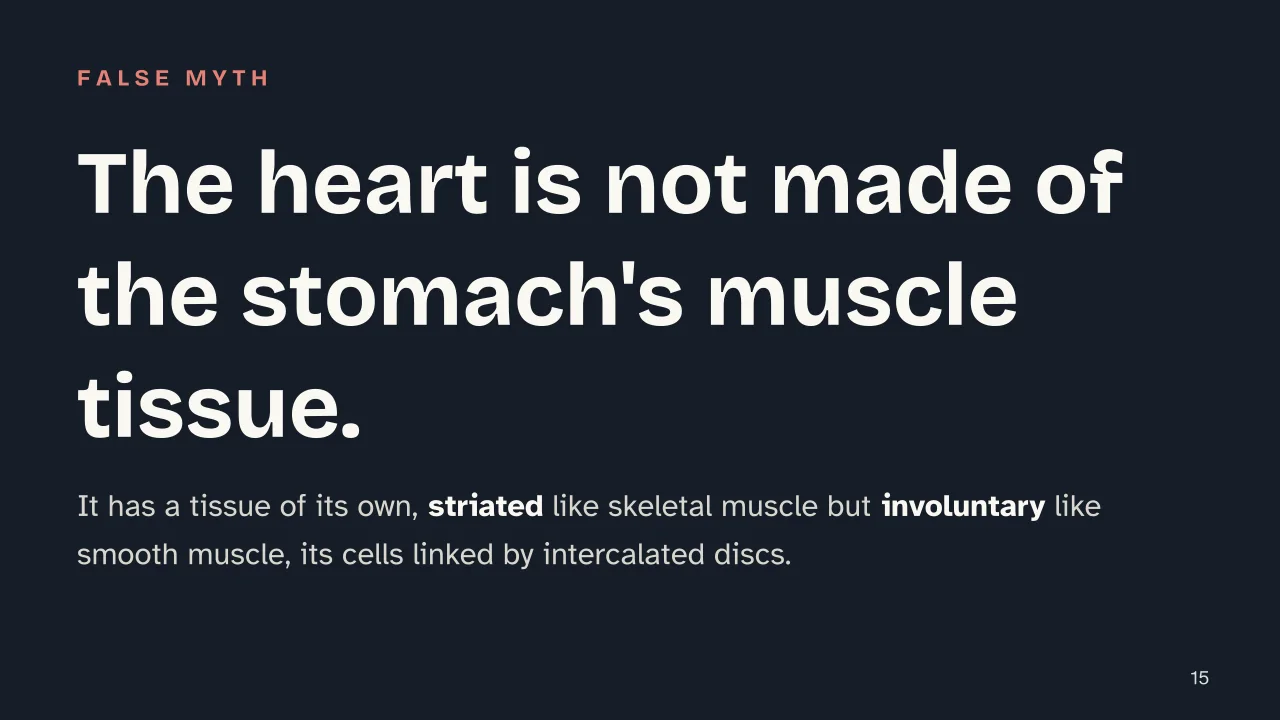 Slide 15 of the presentation on Muscular system: The heart is not made of the stomach's muscle tissue.