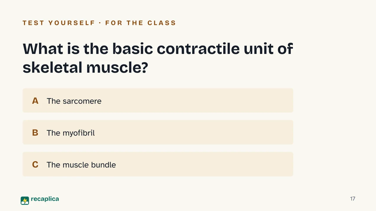 Slide 17 of the presentation on Muscular system: What is the basic contractile unit of skeletal muscle?