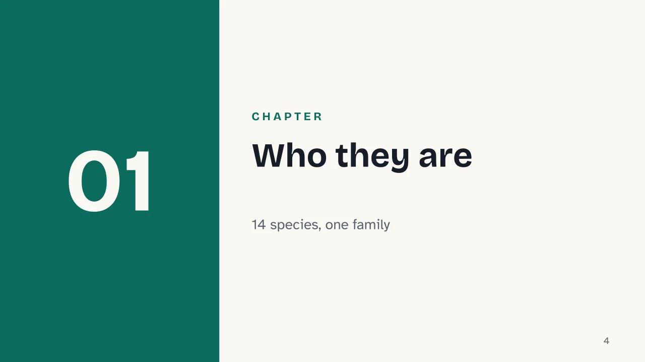 Slide 4 of the presentation on Otters: Chapter 01: Who they are