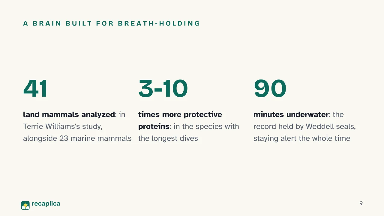 Slide 9 of the presentation on Otters: A brain built for breath-holding