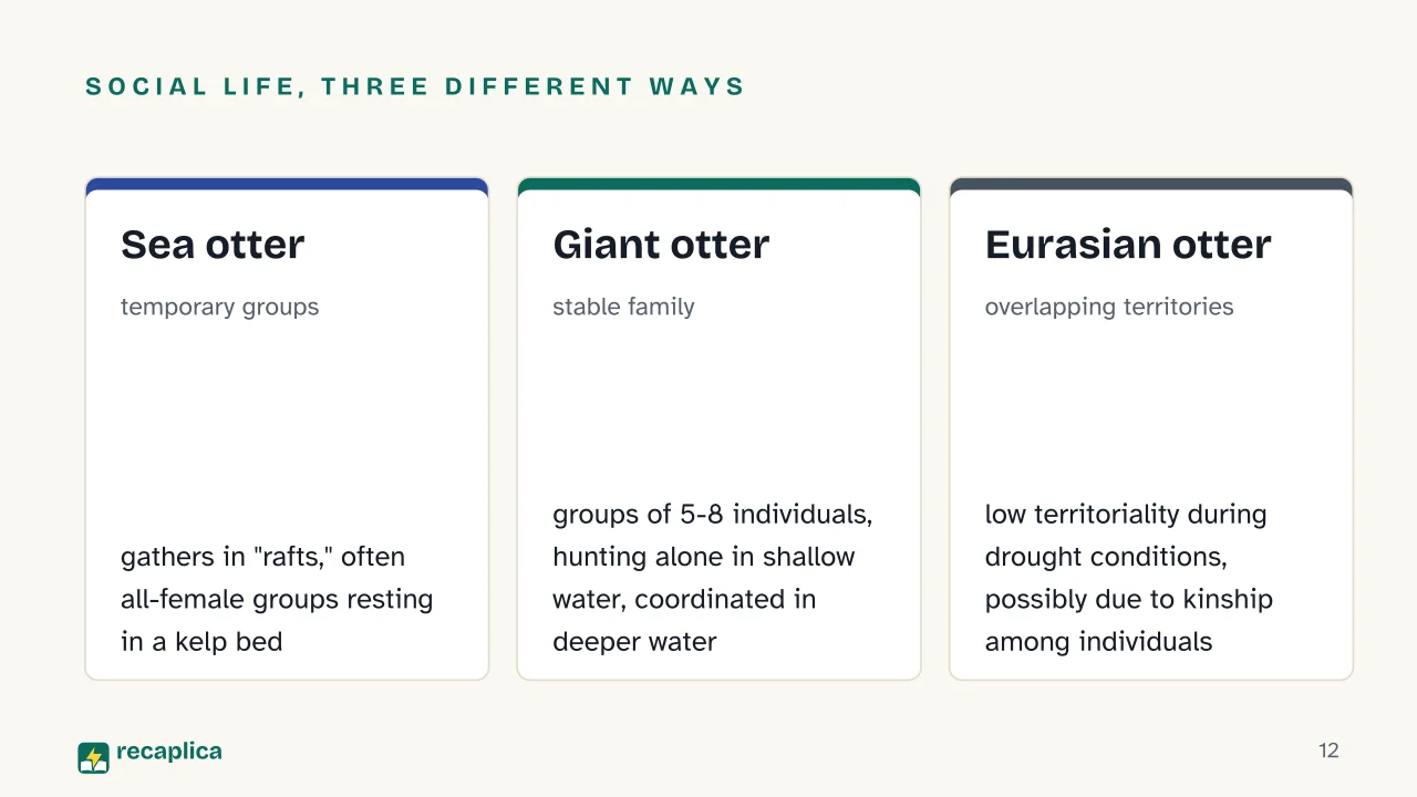 Slide 12 of the presentation on Otters: Social life, three different ways: Sea otter, Giant otter, Eurasian otter