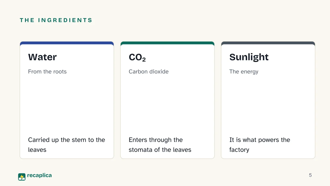 Slide 5 of the presentation on Photosynthesis: The ingredients: Water, CO₂, Sunlight