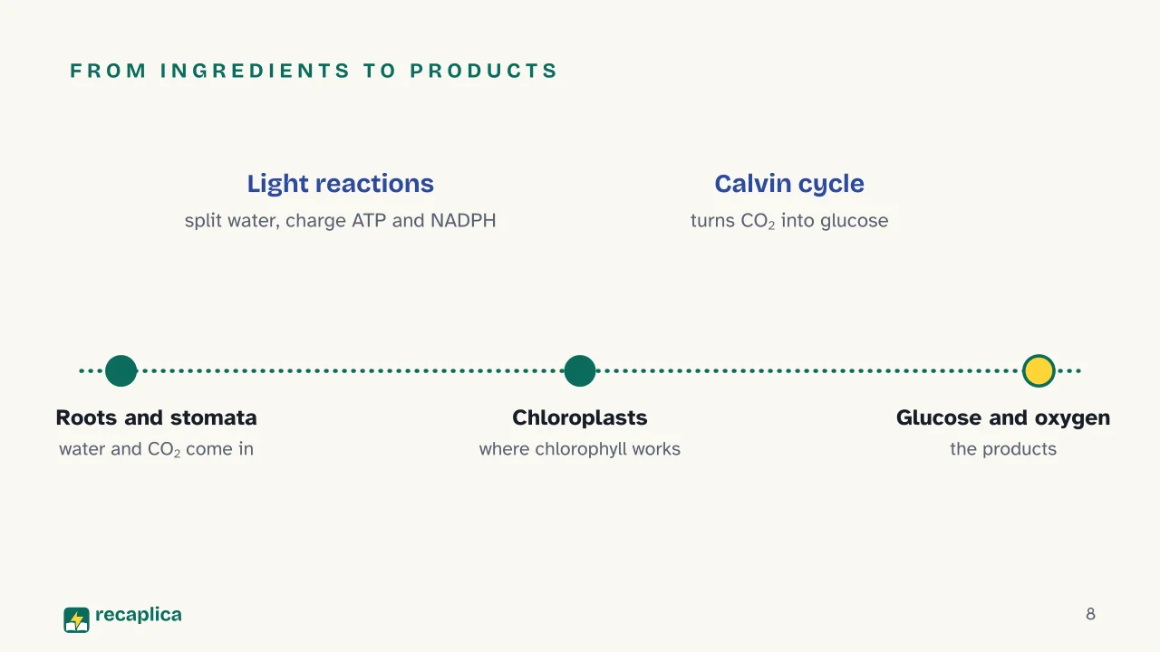 Slide 8 of the presentation on Photosynthesis: From ingredients to products