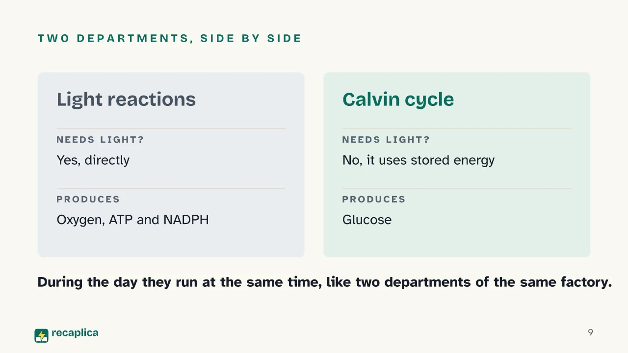Slide 9 of the presentation on Photosynthesis: Two departments, side by side