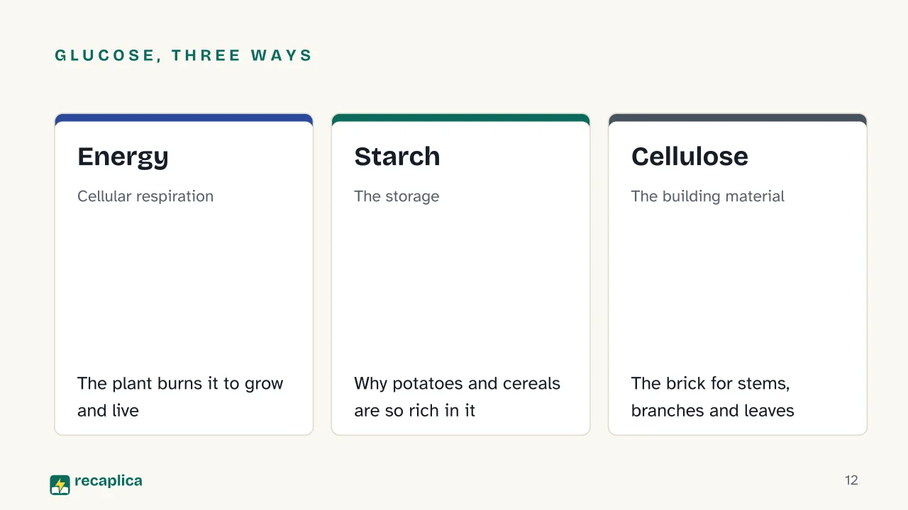 Slide 12 of the presentation on Photosynthesis: Glucose, three ways: Energy, Starch, Cellulose