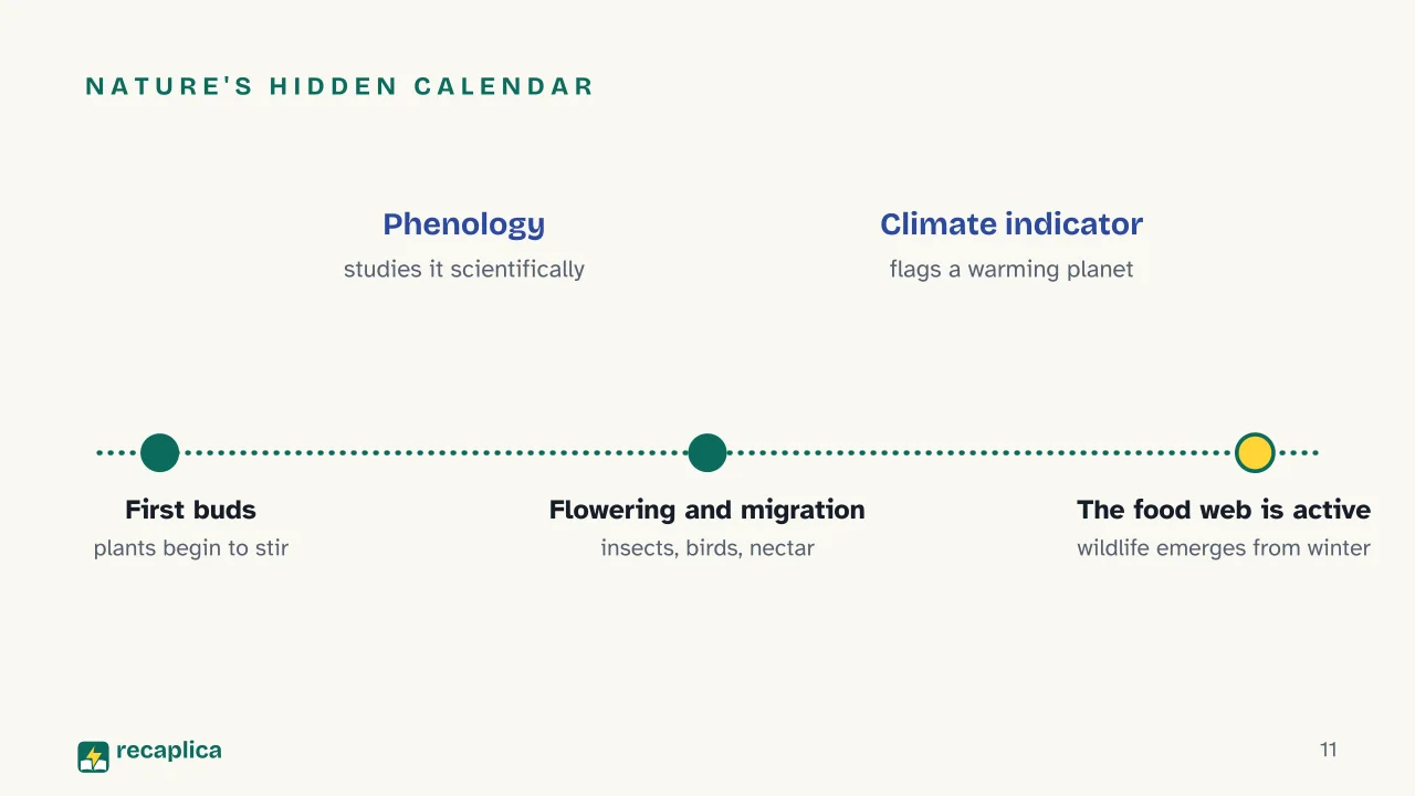 Slide 11 of the presentation on Spring: Nature's hidden calendar
