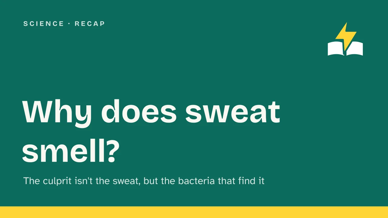 Slide 1 of the presentation on Why Does Sweat Smell? The Real Cause Isn't the Sweat: Why does sweat smell?
