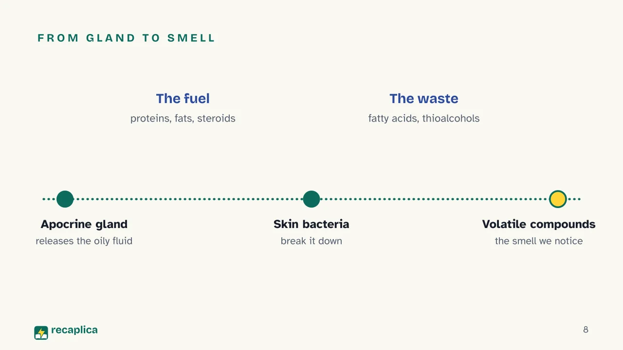 Slide 8 of the presentation on Why Does Sweat Smell? The Real Cause Isn't the Sweat: From gland to smell