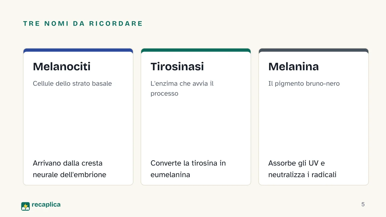 Slide 5 della presentazione su Abbronzatura: Tre nomi da ricordare: Melanociti, Tirosinasi, Melanina
