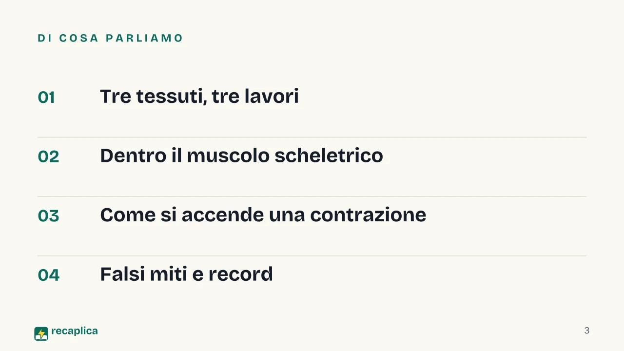 Slide 3 della presentazione su Apparato muscolare: Di cosa parliamo