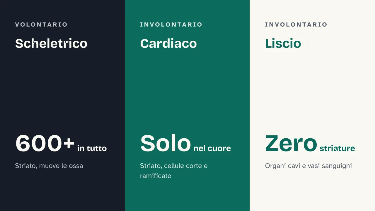 Slide 6 della presentazione su Apparato muscolare: Scheletrico · Cardiaco · Liscio