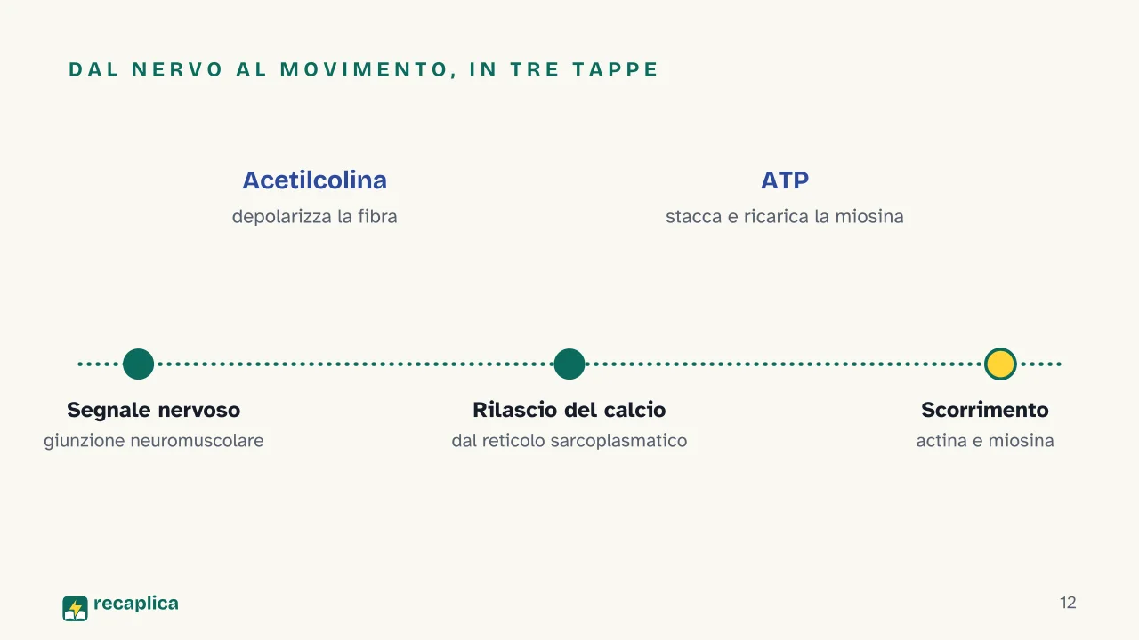 Slide 12 della presentazione su Apparato muscolare: Dal nervo al movimento, in tre tappe