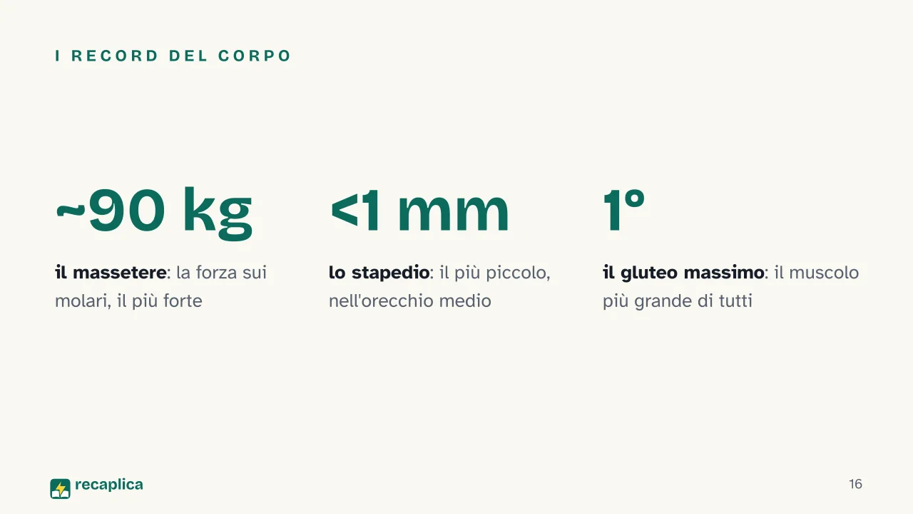 Slide 16 della presentazione su Apparato muscolare: I record del corpo