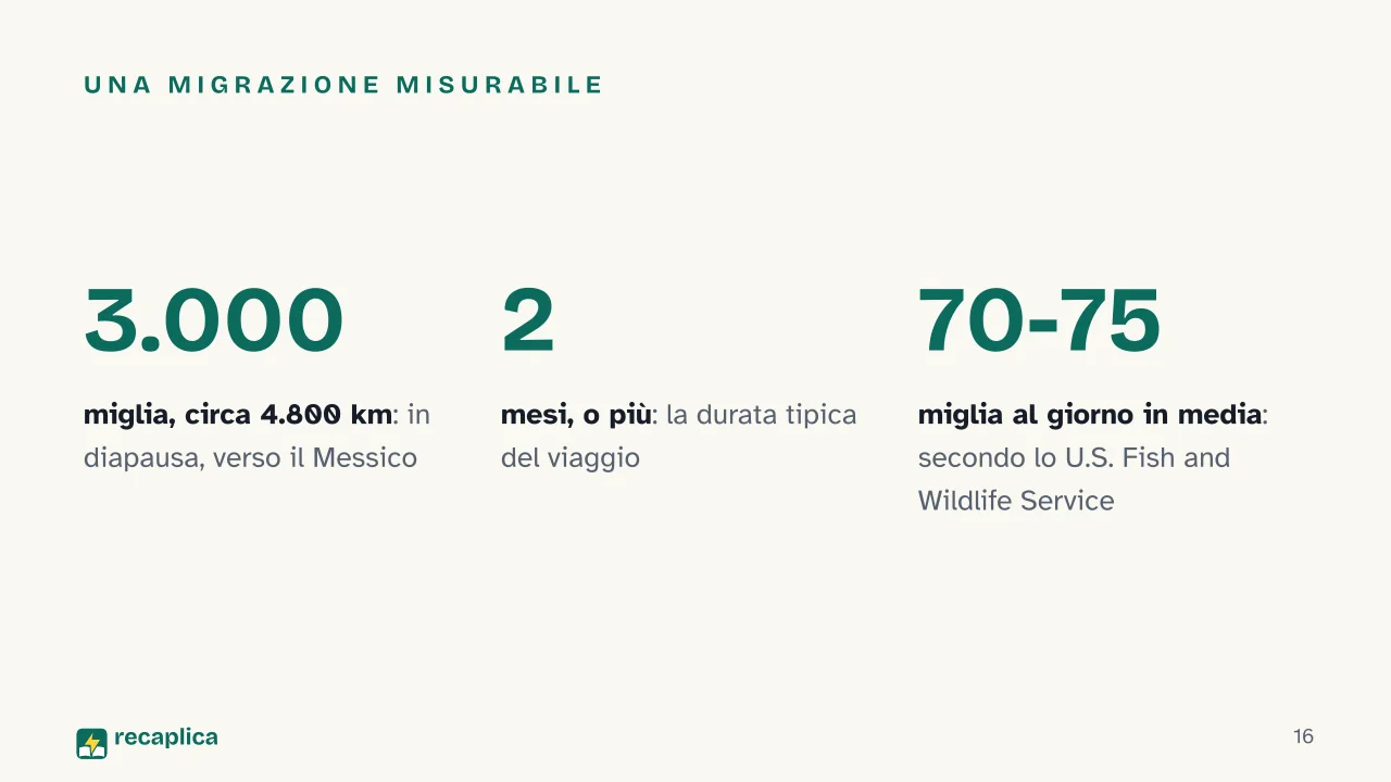 Slide 16 della presentazione su Autunno: Una migrazione misurabile