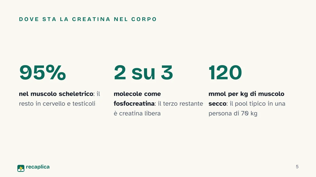 Slide 5 della presentazione su Creatina: Dove sta la creatina nel corpo