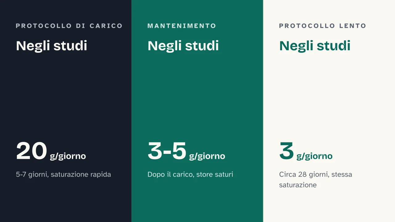 Slide 11 della presentazione su Creatina: Negli studi · Negli studi · Negli studi