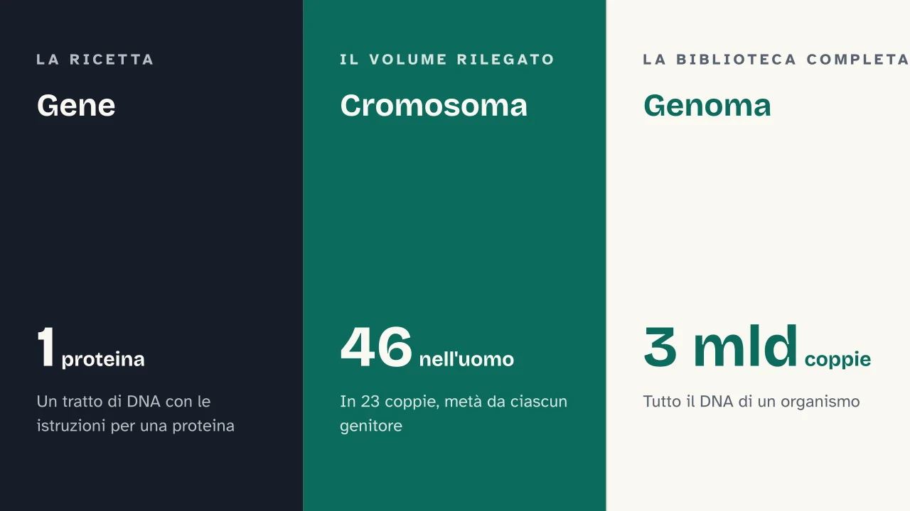 Slide 7 della presentazione su Il DNA: Gene · Cromosoma · Genoma