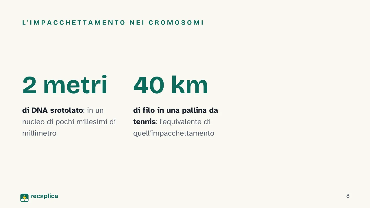Slide 8 della presentazione su Il DNA: L'impacchettamento nei cromosomi