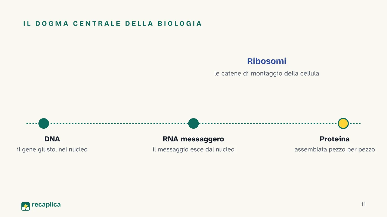 Slide 11 della presentazione su Il DNA: Il dogma centrale della biologia