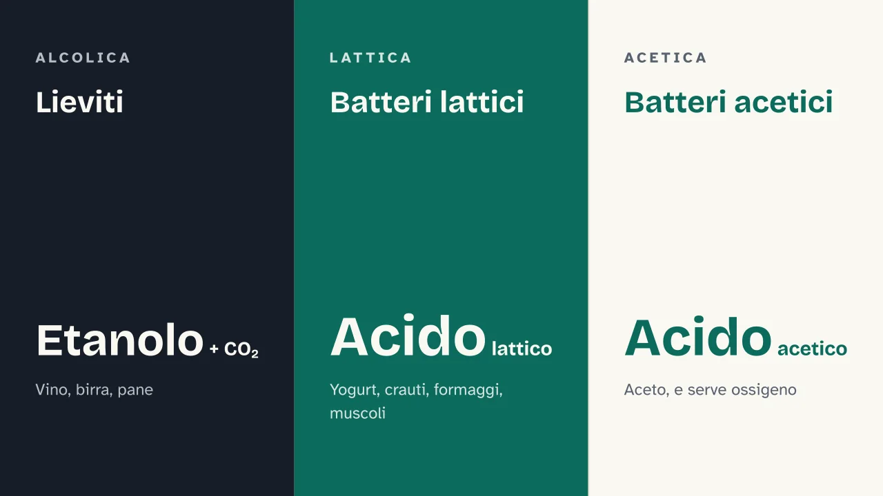 Slide 8 della presentazione su La fermentazione: Lieviti · Batteri lattici · Batteri acetici