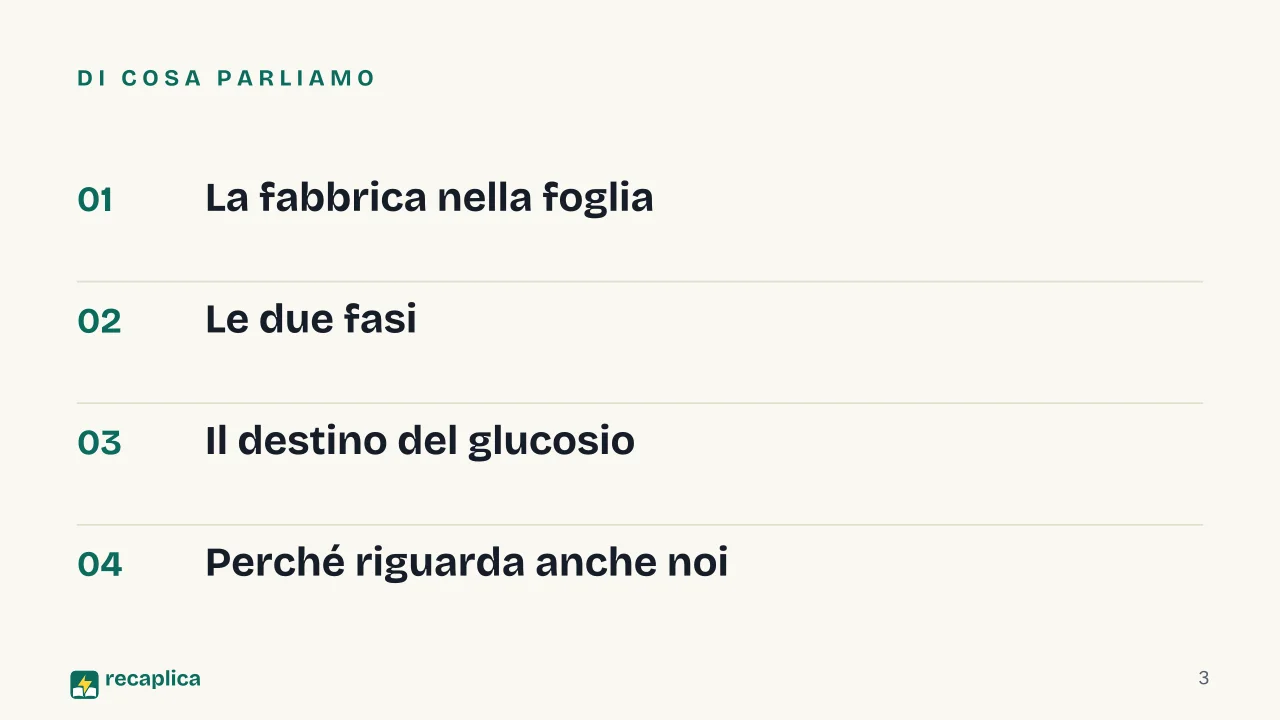 Slide 3 della presentazione su Fotosintesi clorofilliana: Di cosa parliamo