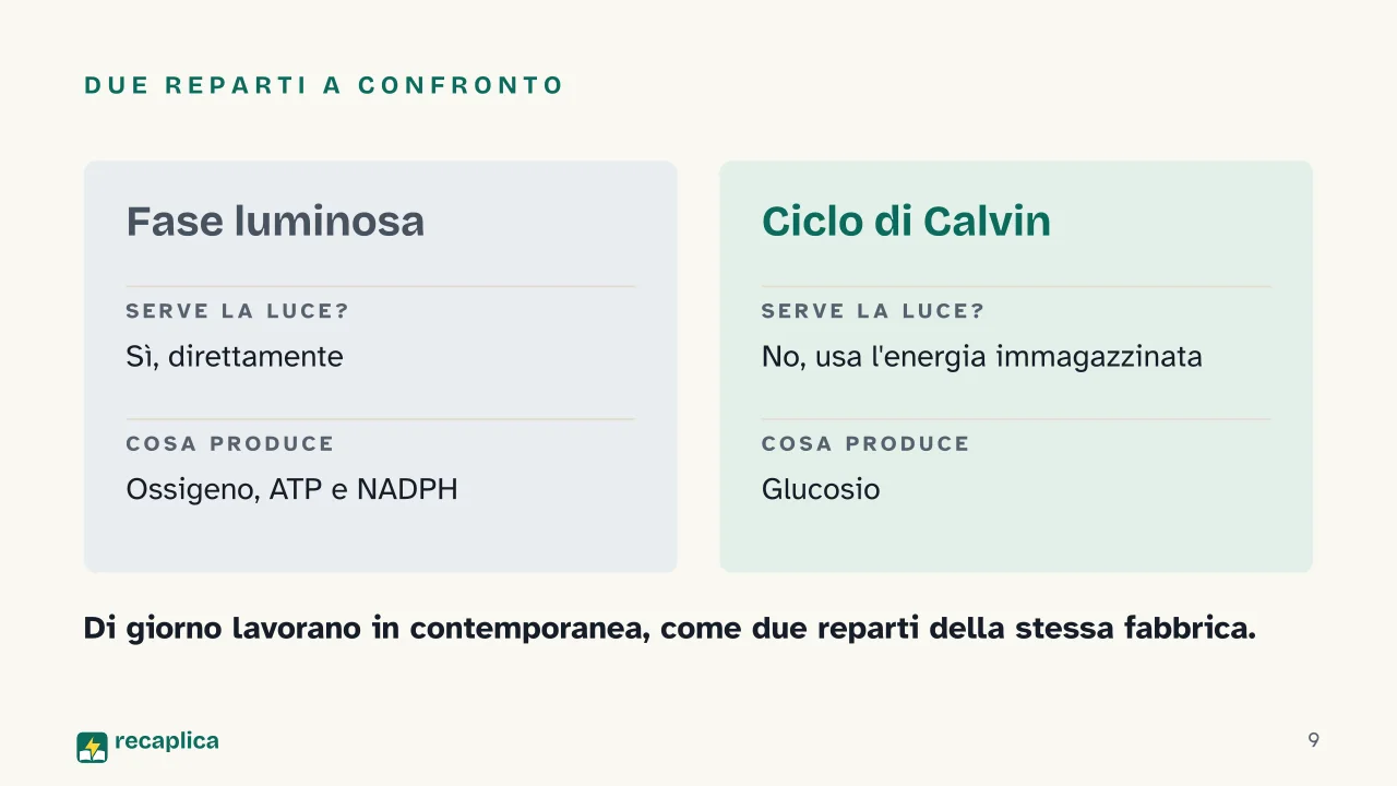 Slide 9 della presentazione su Fotosintesi clorofilliana: Due reparti a confronto