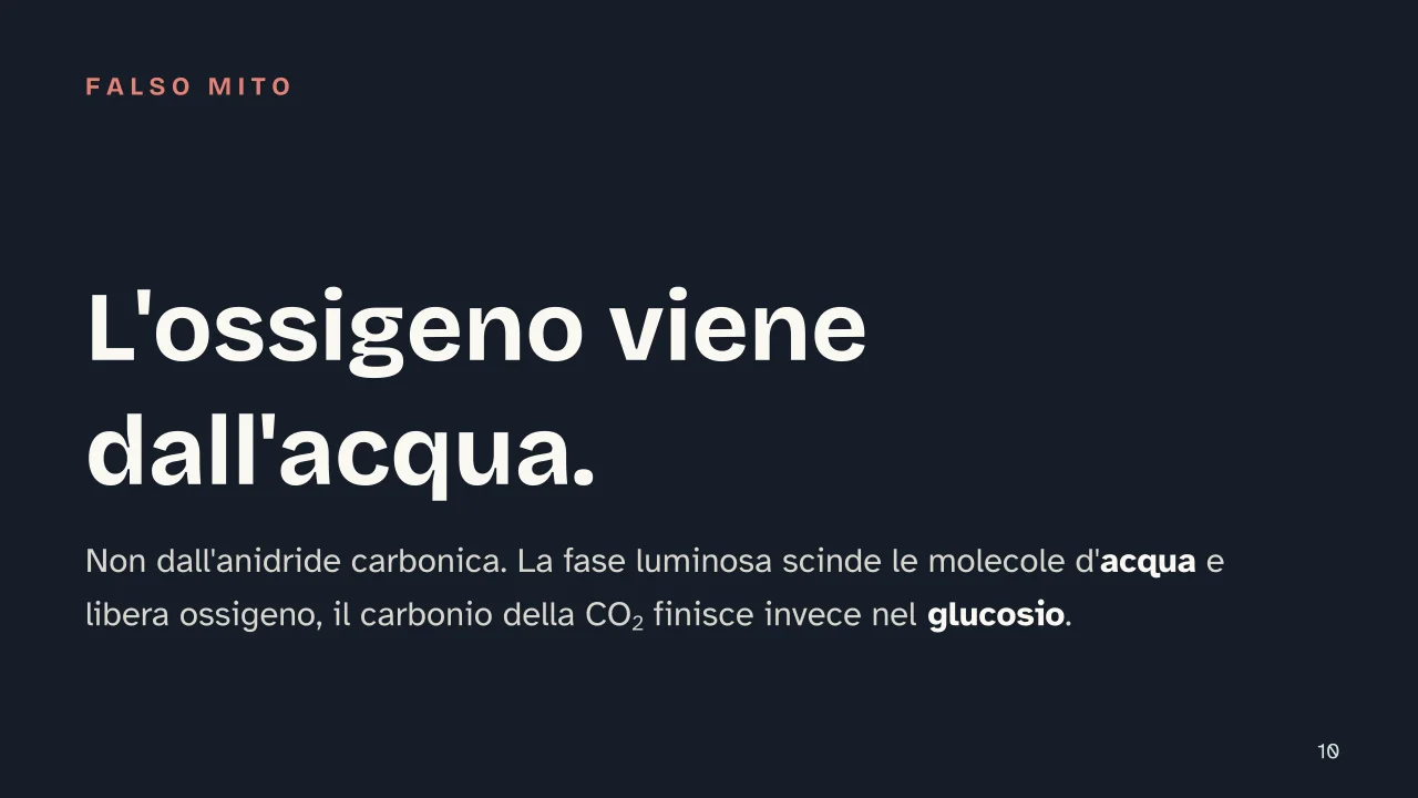 Slide 10 della presentazione su Fotosintesi clorofilliana: L'ossigeno viene dall'acqua.
