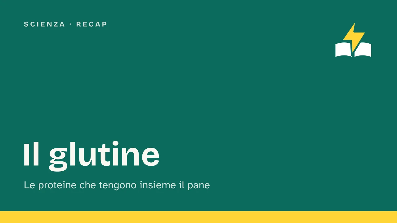 Slide 1 della presentazione su Il glutine: Il glutine