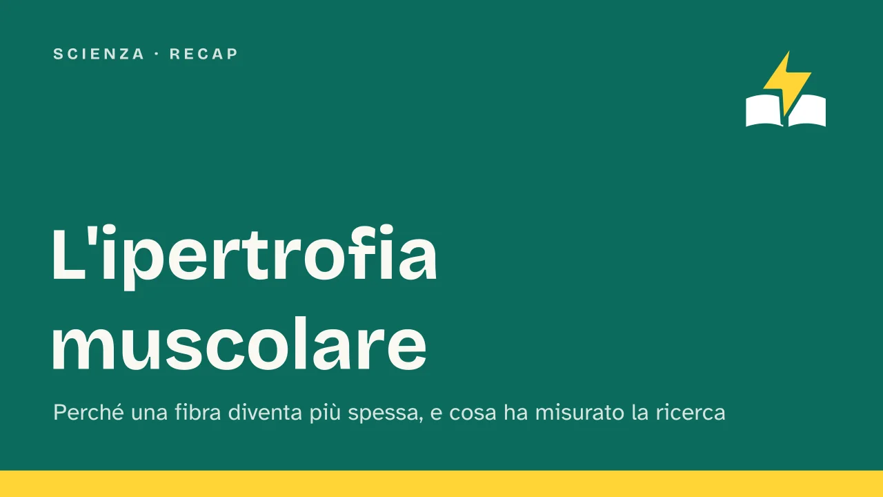 Slide 1 della presentazione su Ipertrofia muscolare: L'ipertrofia muscolare