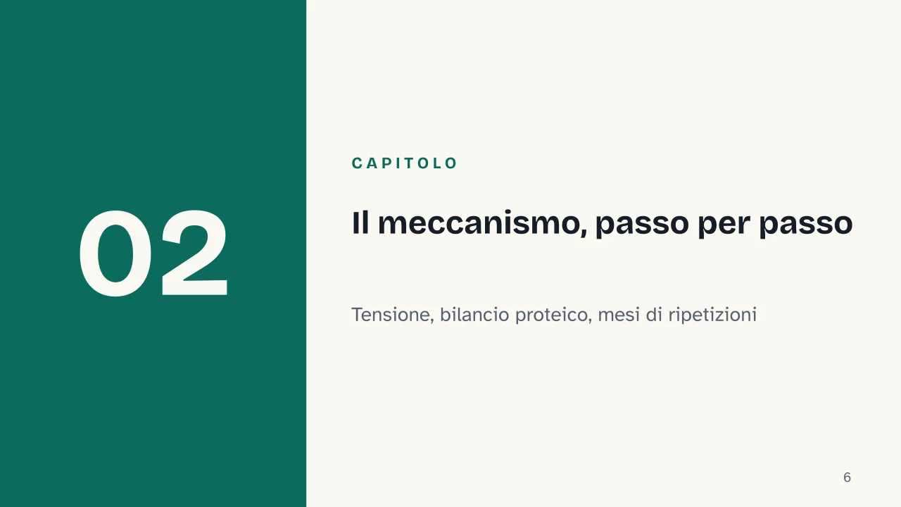 Slide 6 della presentazione su Ipertrofia muscolare: Capitolo 02: Il meccanismo, passo per passo