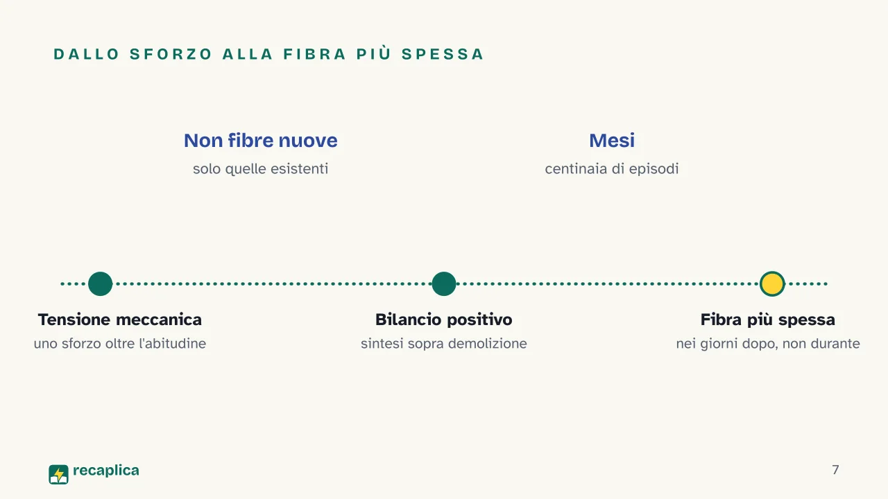 Slide 7 della presentazione su Ipertrofia muscolare: Dallo sforzo alla fibra più spessa