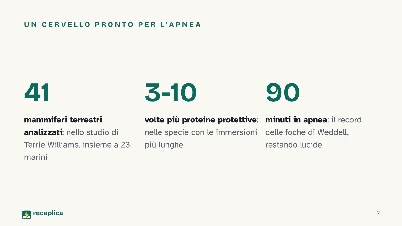 Slide 9 della presentazione su Lontre: Un cervello pronto per l'apnea