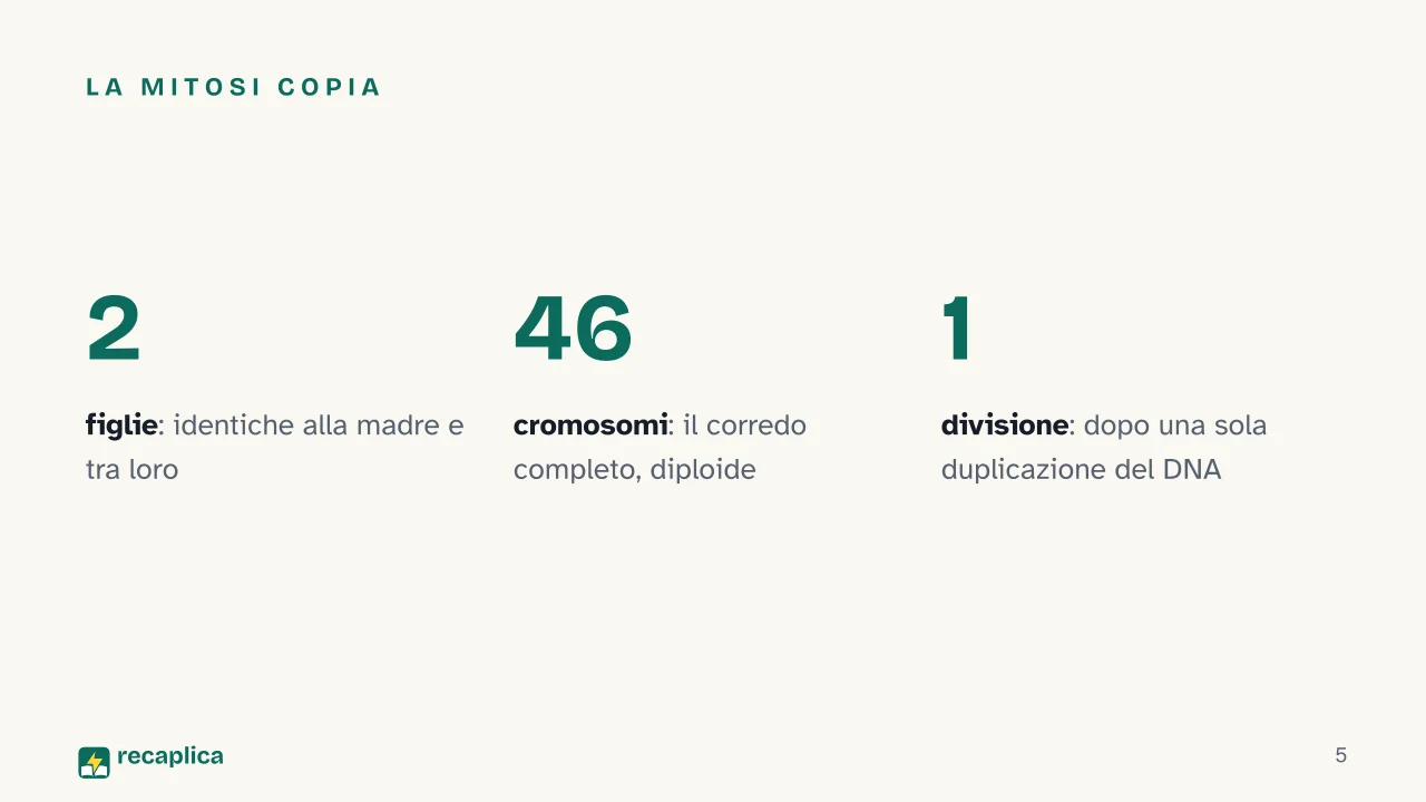 Slide 5 della presentazione su Mitosi e meiosi: La mitosi copia