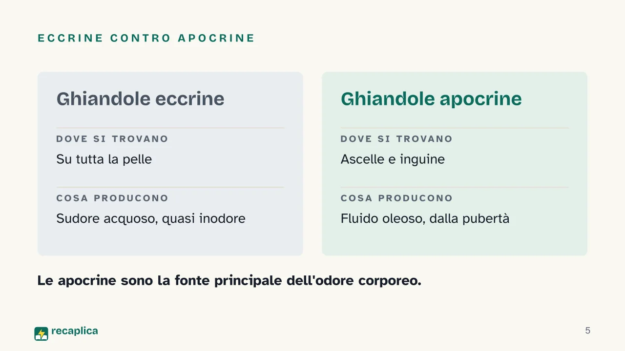 Slide 5 della presentazione su Perché il sudore puzza: Eccrine contro apocrine