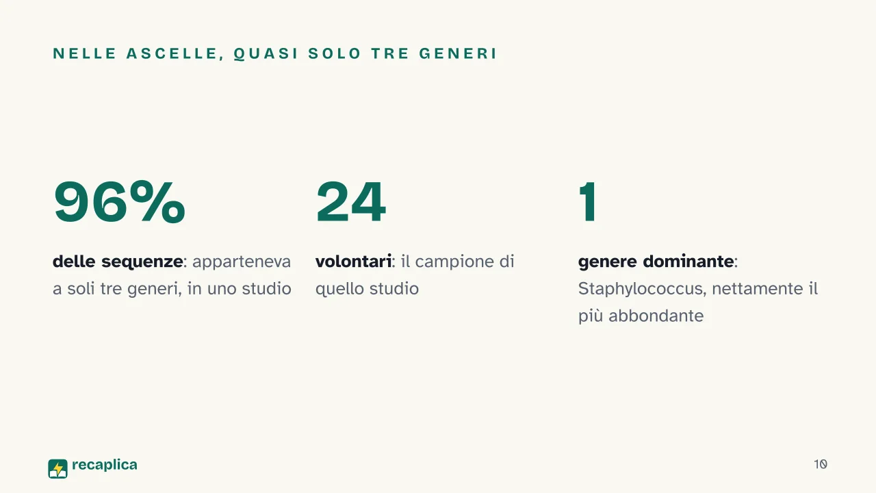 Slide 10 della presentazione su Perché il sudore puzza: Nelle ascelle, quasi solo tre generi