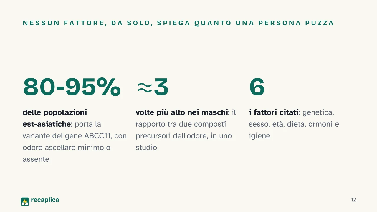 Slide 12 della presentazione su Perché il sudore puzza: Nessun fattore, da solo, spiega quanto una persona puzza