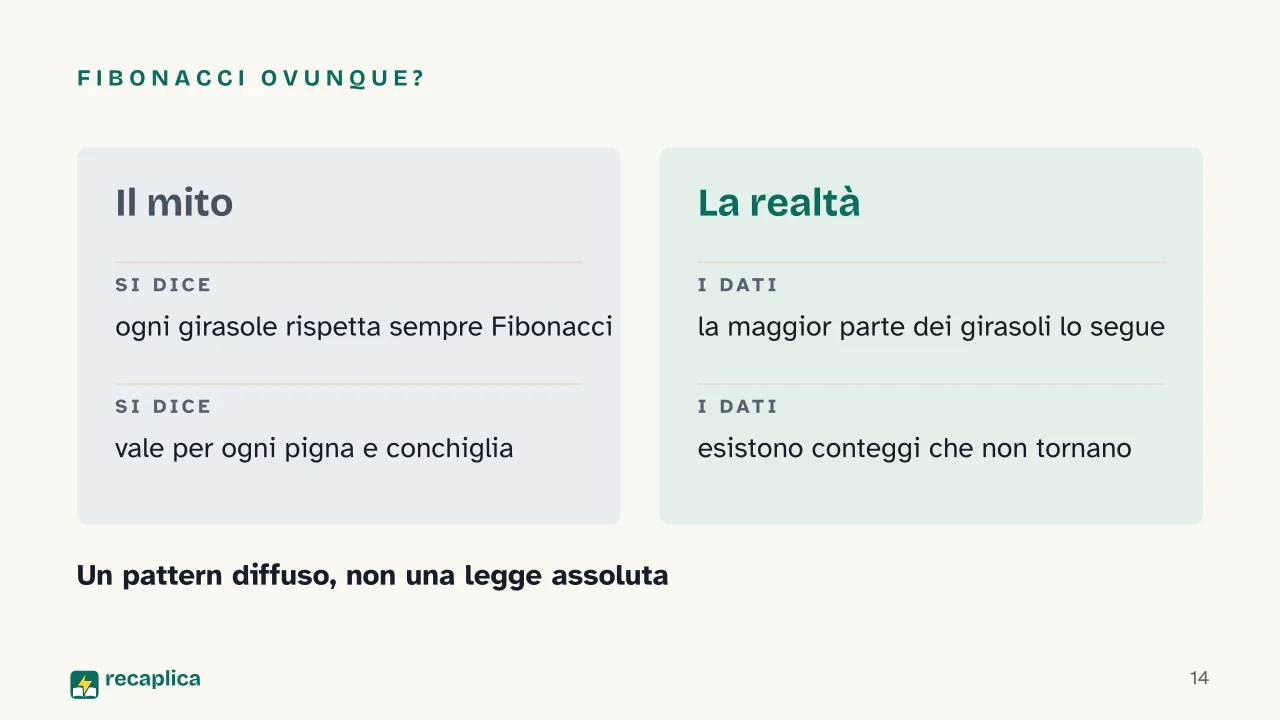 Slide 14 della presentazione su Sequenza di Fibonacci: Fibonacci ovunque?